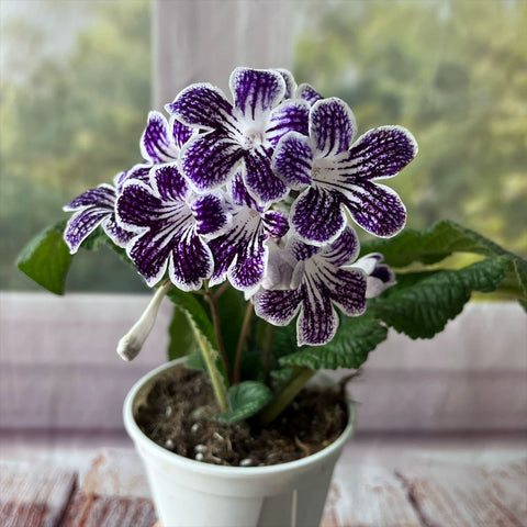 [Bare-root] Streptocarpus ’Polka Dot Purple‘ 紫色波尔卡堇兰 [Wishlist]