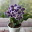 [Bare-root] Streptocarpus ’Polka Dot Purple‘ 紫色波尔卡堇兰 [Wishlist]