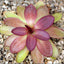 [Bare-root]Pinguicula potosiensis 波多西捕虫堇 [Wishlist]