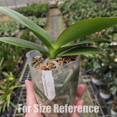 [Bare-root][Import AS-IS] Phal. Younghome Walle 瓦力 [2.4" BS][Aug Preorder 26]