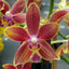 [Bare-root] #PA# Phal Saffron Star 橘子香水 [2.8" BS][Wishlist]