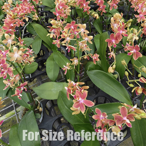 [Bare-root][Import AS-IS] Phal Saffron Star 橘子香水 [2.8" BS][Aug Preorder 26]