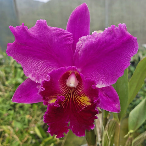[Bare-root][Import AS-IS] #CA# Rlc. Caotun Beauty 'Red Rose' [2.8" BS][Aug Preorder 26]