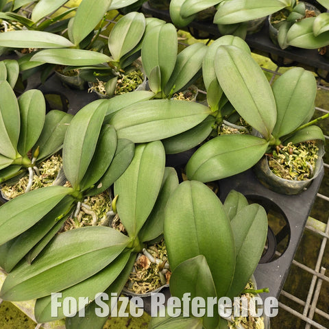 [Bare-root][Import AS-IS] Phalaenopsis Lioulin Orange 柳林香吉士 [2.4" BS][Aug Preorder 26]