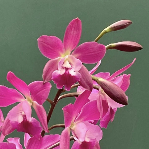 [Bare-root][Import AS-IS] Encyclia Rhody [2.4" BS][Aug Preorder 26]