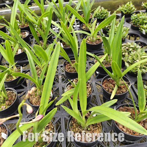 [Bare-root][Import AS-IS] Encyclia Rhody [2.4" BS][Aug Preorder 26]