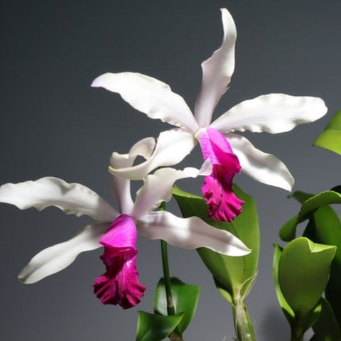 [Bare-root][Import AS-IS] #CA# Myrmecocattleya Rio's Little Treasure [2.4" BS][Aug Preorder 26]
