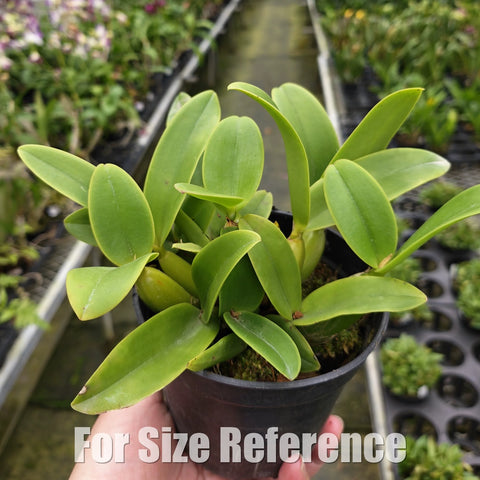[Bare-root][Import AS-IS] #CA# Myrmecocattleya Rio's Little Treasure [2.4" BS][Aug Preorder 26]