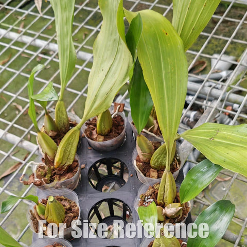[Bare-root][Import AS-IS] Bifrenaria harrisoniae [2.4" BS][Aug Preorder 26]