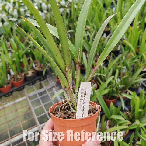 [Bare-root][Import AS-IS] Bc. Beulah Bradeen (B. nodosa x C. walkeriana) [2.4" BS][Aug Preorder 26]