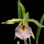 [Bare-root] #CA# Brassocattleya Saint André [2.4" BS][Wishlist]