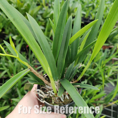 [Bare-root][Import AS-IS] Brassocattleya Saint André [2.4" BS][Aug Preorder 26]