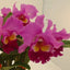 [Bare-root] #CA# Rlc Taichung Beauty 台中美人 [2.8" BS][Wishlist]