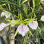[Bare-root] #CA# Brassocattleya Nakornpathome Silver [2.4" BS][Wishlist]