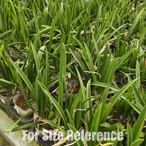 [Bare-root][Import AS-IS] Brassocattleya Nakornpathome Silver [2.4" BS][Aug Preorder 26]