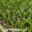 [Bare-root] #CA# Brassocattleya Nakornpathome Silver [2.4" BS][Wishlist]