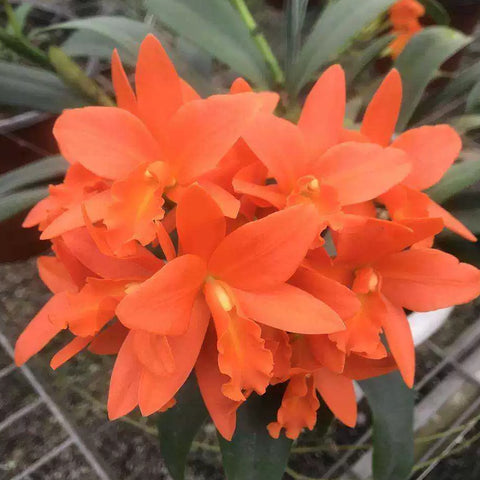 [Bare-root][Import AS-IS] #CA# Blc. Young-Min Orange 'Golden Satisfaction' 金滿意 [2.4" BS][Aug Preorder 26]