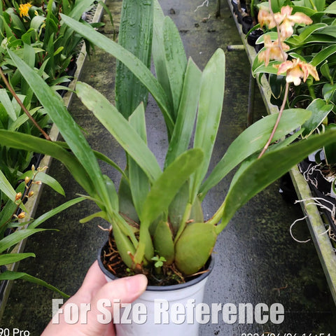 [Bare-root][Import AS-IS] #OA# Odontocidium Tiger Tail 芒果 [2.8" BS][Aug Preorder 26]