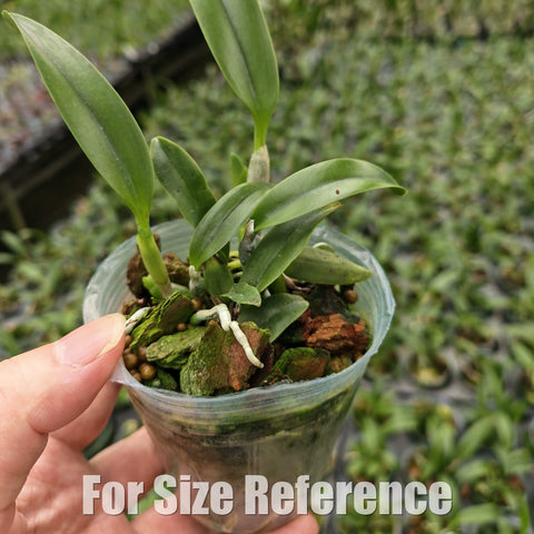 [Bare-root][Import AS-IS] #Mini Cat# Laelia dayana 戴安娜 [2.4" BS][Aug Preorder 26]