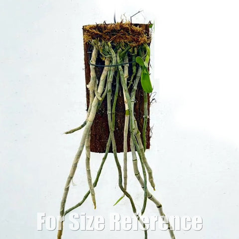 [Bare-root][Import AS-IS] Dendrobium anosmum 檀香石斛 [2.4" BS][Aug Preorder 26]