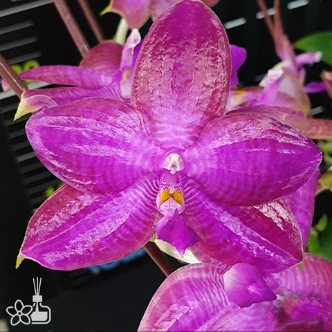 [Bare-Root] Phal. Miki Sabina '803' 美琪莎賓娜 '803' [Wishlist]