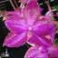 [Bare-Root] Phal. Miki Sabina '803' 美琪莎賓娜 '803' [Wishlist]