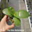 [Bare-Root] Phal. Miki Sabina '803' 美琪莎賓娜 '803' [Wishlist]