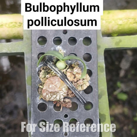 [Bare-root][Import AS-IS] Bulbophyllum polliculosum [1.7 BS][Aug Preorder 26]