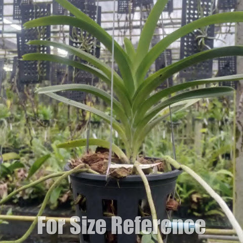 [Bare-root][Import AS-IS] Vanda lombokensis [2.8 BS][Aug Preorder 26]