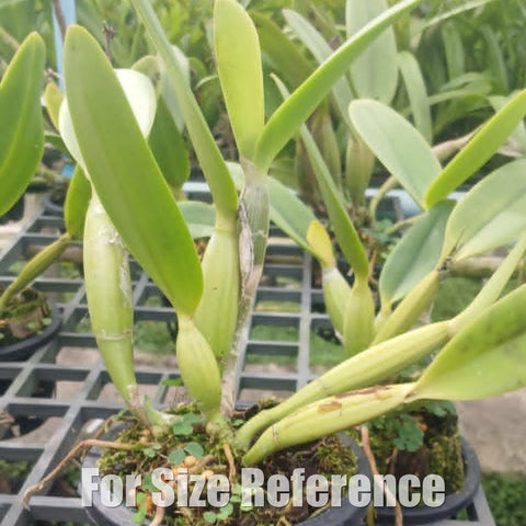 [Bare-root][Import AS-IS] C. forbesii [2.8 BS][Aug Preorder 26]