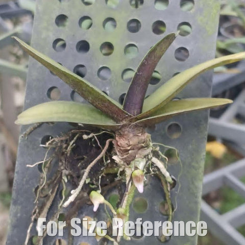 [Bare-root][Import AS-IS] Stereochilus pachyphyllus [1.7 BS][Aug Preorder 26]