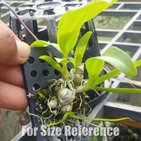 [Bare-root][Import AS-IS] Dendrobium peguanum 土豆石斛 [1.7 BS][Aug Preorder 26]