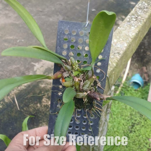 [Bare-root][Import AS-IS] Bulbophyllum medusae 美杜薩 [2.4 BS][Aug Preorder 26]