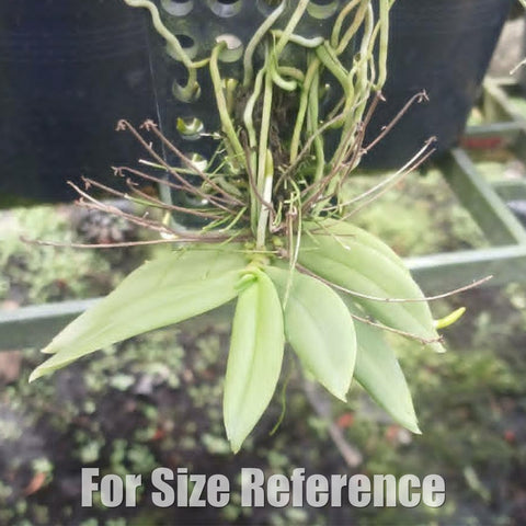 [Bare-root][Import AS-IS] Grousourdya nitida [sml][Aug Preorder 26]
