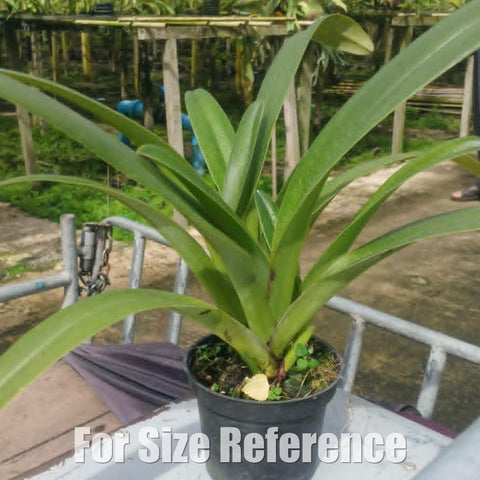 [Bare-root][Import AS-IS] Paph parishii 飄帶兔蘭  [2.8 BS][Aug Preorder 26]