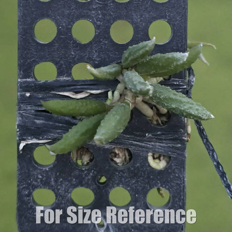 [Bare-root][Import AS-IS] Den. cucumerinum × sib 苦瓜石斛 [1.7 BS][Aug Preorder 26]