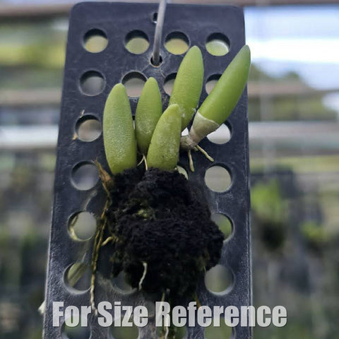 [Bare-root][Import AS-IS] Dendrobium lichenastrum [1.7 BS][Aug Preorder 26]