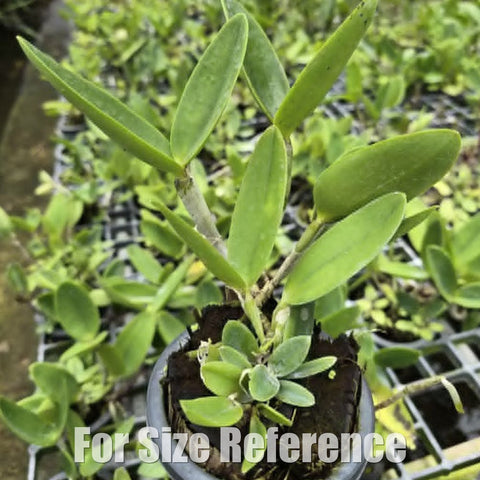 [Bare-root][Import AS-IS] #CA# Cattleya Royal Cognac [2.8 BS][Aug Preorder 26]