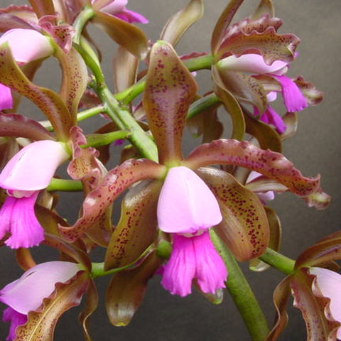 [Bare-root][Import AS-IS] #CA# C. leopoldii [NBS 2.5"][TSG Preorder 26]