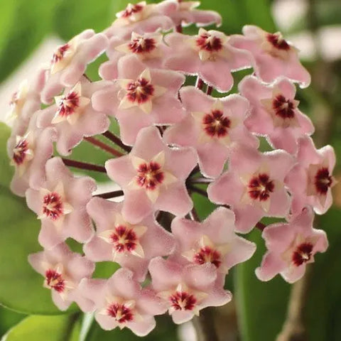 [Bare-root][Import AS-IS] #HO# Hoya carnosa, pink 台灣毬蘭 (粉) [2.5"][TSG Preorder 26]