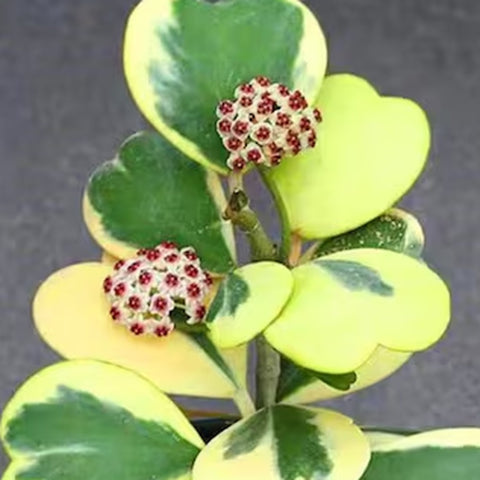 [Bare-root][Import AS-IS] #HO# Hoya kerrii, variegated 藝葉心葉毬蘭 [2.5"][TSG Preorder 26]