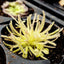 [Bare-root] Pinguicula gypsicola 石灰岩捕虫堇 [Wishlist]