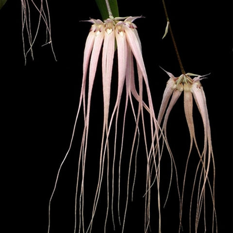 [Bare-root][Import AS-IS] #BA# Bulb. longissimum [BS][TSG Preorder 26]