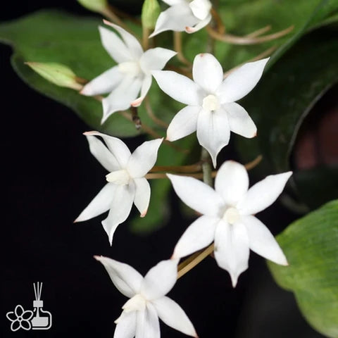 [Bare-root][Import AS-IS] #OO# Aergs. biloba [1.5"][TSG Preorder 26]