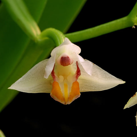 [Bare-root][Import AS-IS] #OO# Eria rosea [BS 2.5"][TSG Preorder 26]