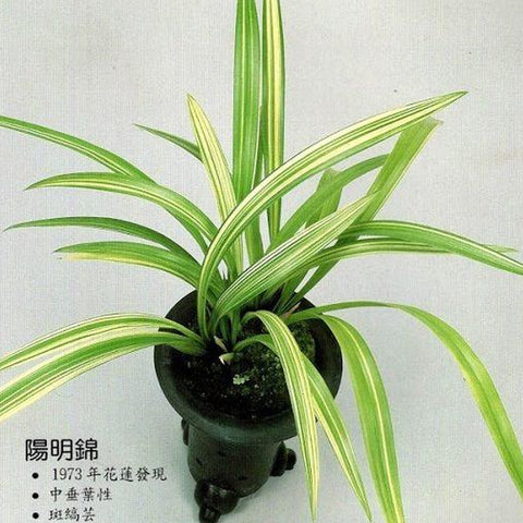 [Bare-root][Import AS-IS] #CY# Cym. sinense Yang Ming Jin 陽明錦 [BS 3 Grs][TSG Preorder 26]