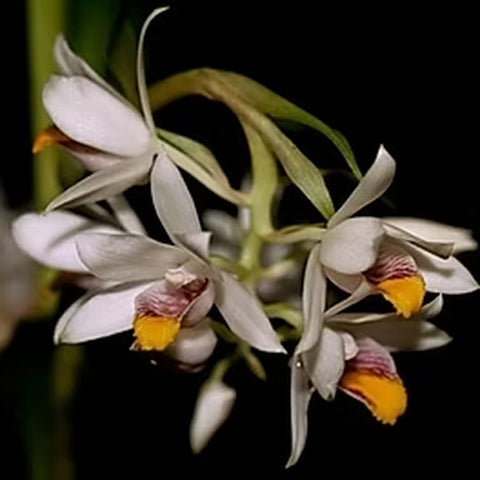 [Bulb][New] #TO# Geodorum recurvum [Bulb][Sept in stock 26]