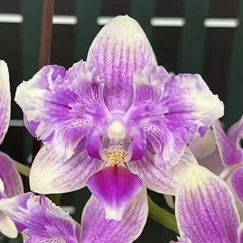 [Bare-root][New] #PA# Phal. NCK Burberry (Peloric) 薰衣草 [2.4" BS][Sept in stock 26]