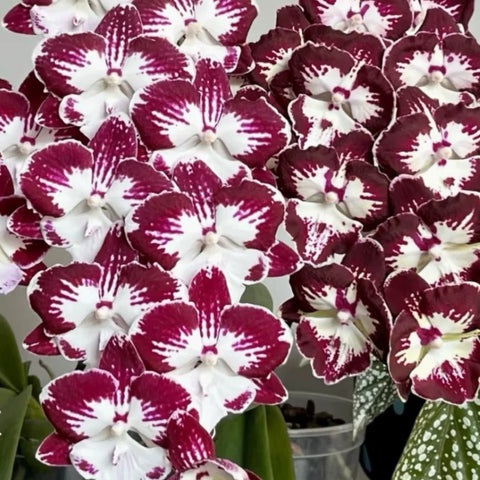 [Bare-root][New] #PA# Phal. Tinker Bell 'Kizz' [2.4" BS][Sept in stock 26]