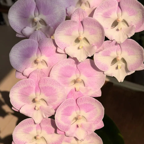 [Bare-root][New] #PA# Phal. Doraemon [2.4" BS][Sept in stock 26]
